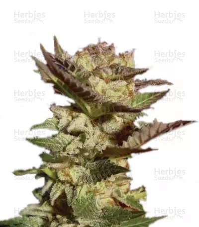 Buy Durga Mata feminized seeds