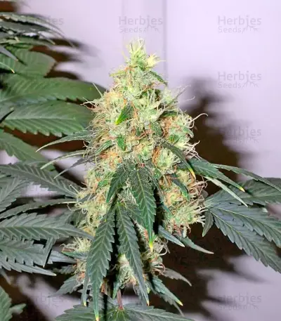 BCN Diesel Max Auto (Kannabia Seeds)