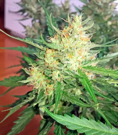 Swiss Cheese Automatic Seeds