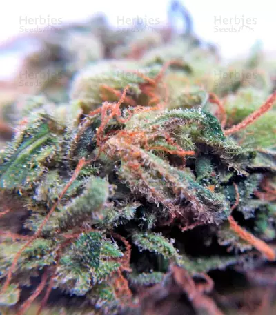 Semi femminizzati Sweet Nurse Auto CBD