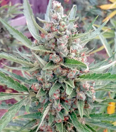 Graines de cannabis Auto Chocolate Skunk (00 Seeds)