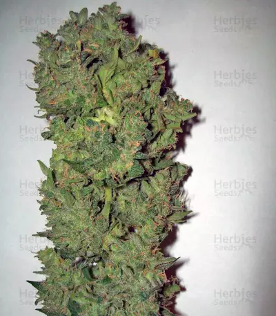 Auto New York City (Pyramid Seeds)