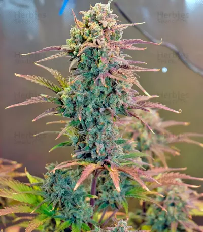 Graines de cannabis Auto Night Queen (Dutch Passion)