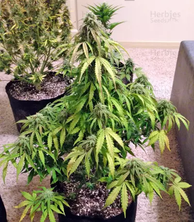 Kickass Auto feminized seeds