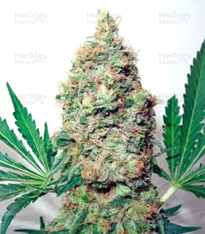 Brainstorm cannabis strain
