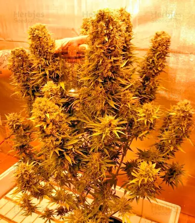 Budzilla Seeds