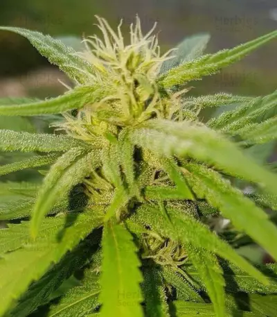 Cheese feminized seeds (Vision Seeds)