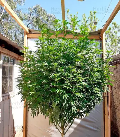 Chemdawg Seeds (Humboldt Seeds Organization)