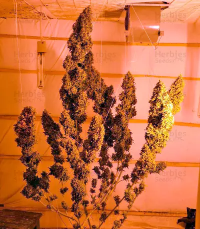Chill-OM Seeds