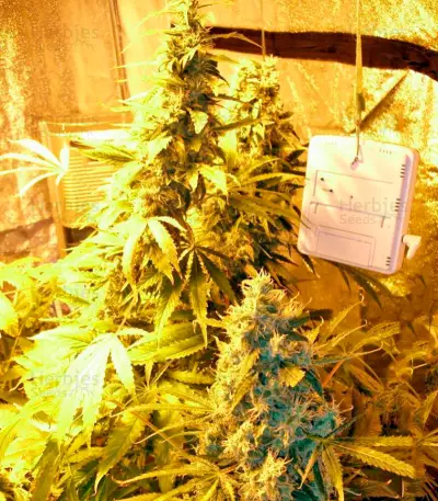Chronic Haze Seeds