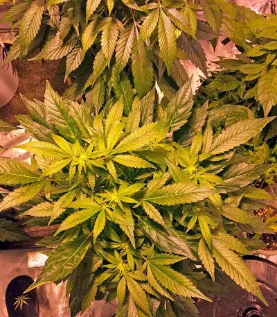 Critical Kush (Dinafem Seeds)