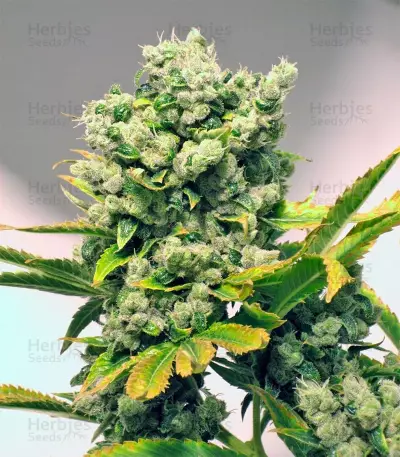 Damn Sour Seeds