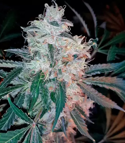 Dr. Greenthumb’s Em-Dog by B-Real Seeds