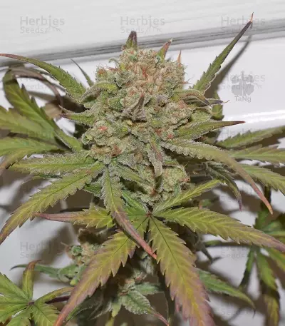 G14 Auto Seeds
