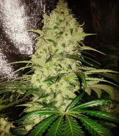 Graines de cannabis ICE (Female Seeds)