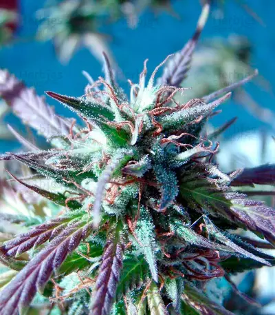 Kilimanjaro (World of Seeds)