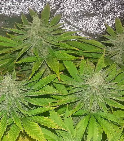 Medical 49 CBD+ (Vision Seeds)