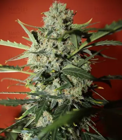 Northern Express Auto feminized seeds