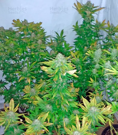 Pure Power Plant Seeds (Nirvana Seeds)