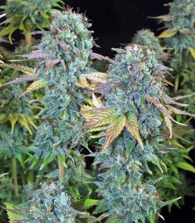 Graines de cannabis Serious Happiness regular (Serious Seeds)