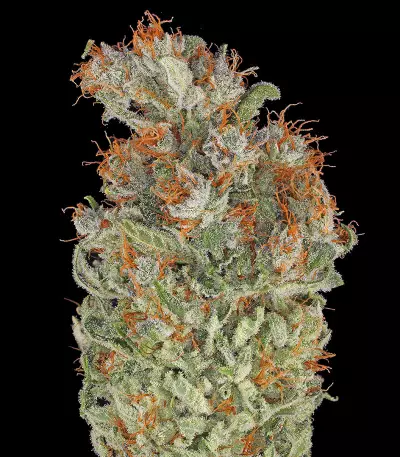 Semi femminizzati di Serious Kush