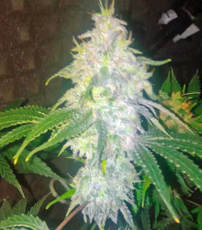 Sour Diesel #2 feminized seeds