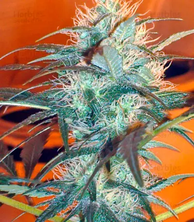 White Rhino regular seeds