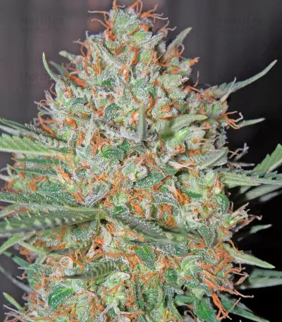 White Widow Autoflowering feminized seeds