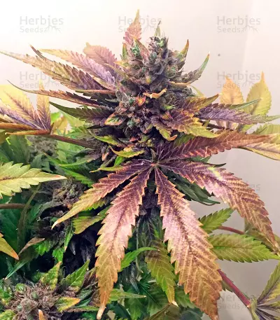 White Widow (Nirvana Seeds)