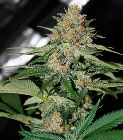 Delicious Candy Early Version (Delicious Seeds)