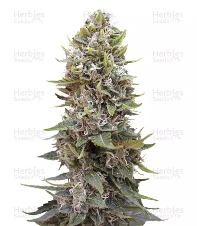 Graines de cannabis Auto Hashchis Berry (Auto Cheese Berry) (00 Seeds)