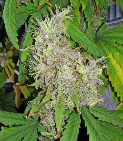 California Dream Seeds