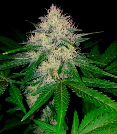 Berries & Cheese Seeds