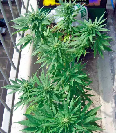 Biddy Early Seeds