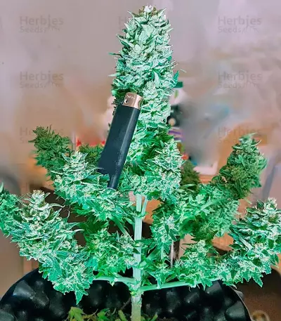 Blow Mind Auto Seeds