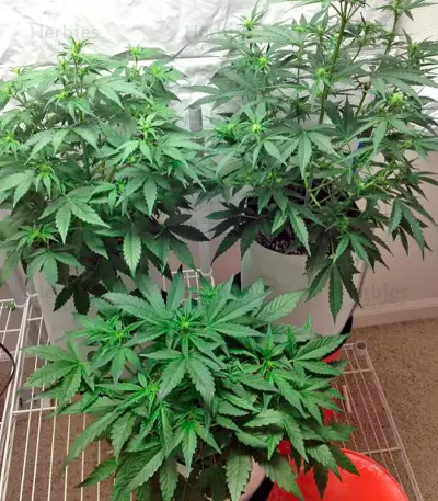 Blue Amnesia XXL Autoflowering feminized seeds