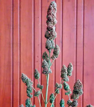 Bubble Gum Regular seeds