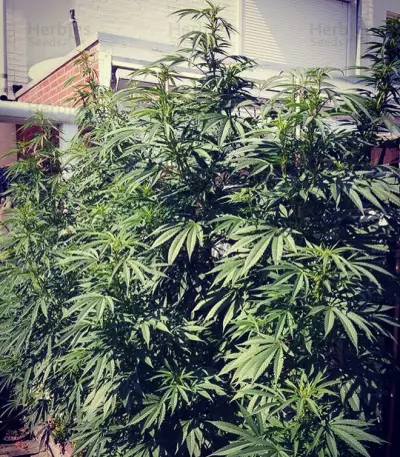Cold Thunder (Sumo Seeds)