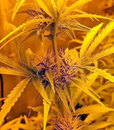 Dedoverde Haze (Humboldt Seeds Organization)