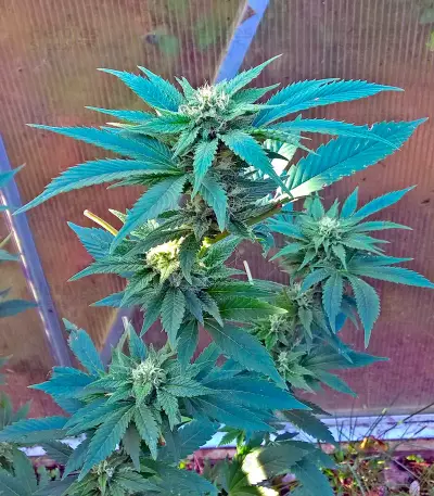 Diesel Seeds (Dinafem Seeds)