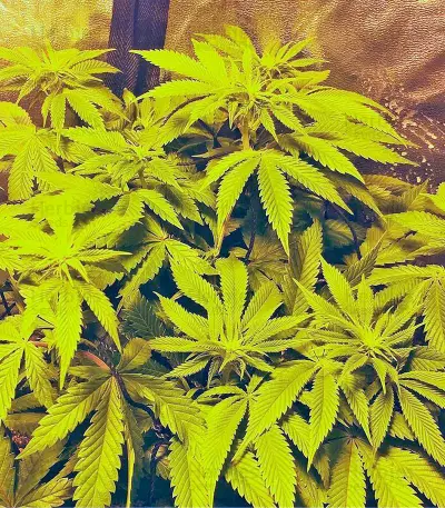 Dinachem feminized seeds