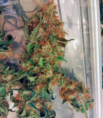 Euforia Seeds