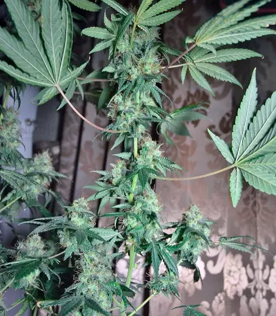 Euforia Seeds