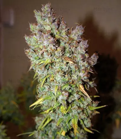Grapefruit Auto Seeds