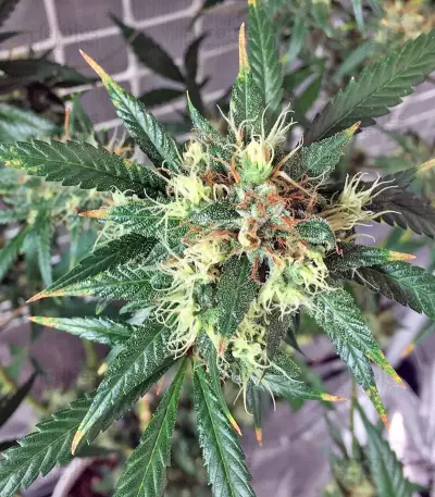 Kali Mist Regular seeds