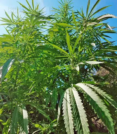 Mango Sapphire (Humboldt Seeds Organization)