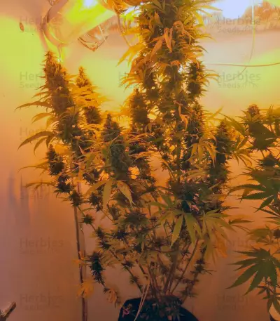 Mazar Seeds