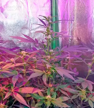 Misty Kush regular (Nirvana Seeds)