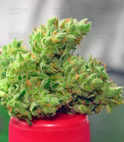 Pandora Auto Seeds