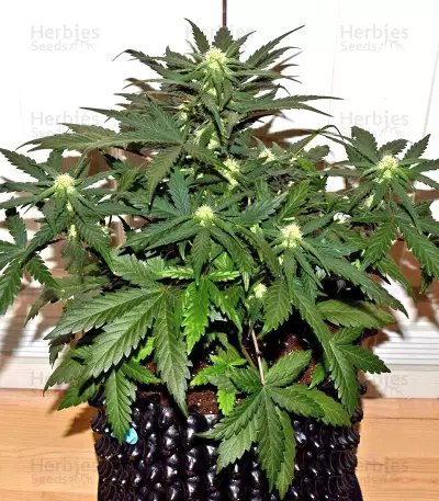 Tangie'matic Auto Seeds